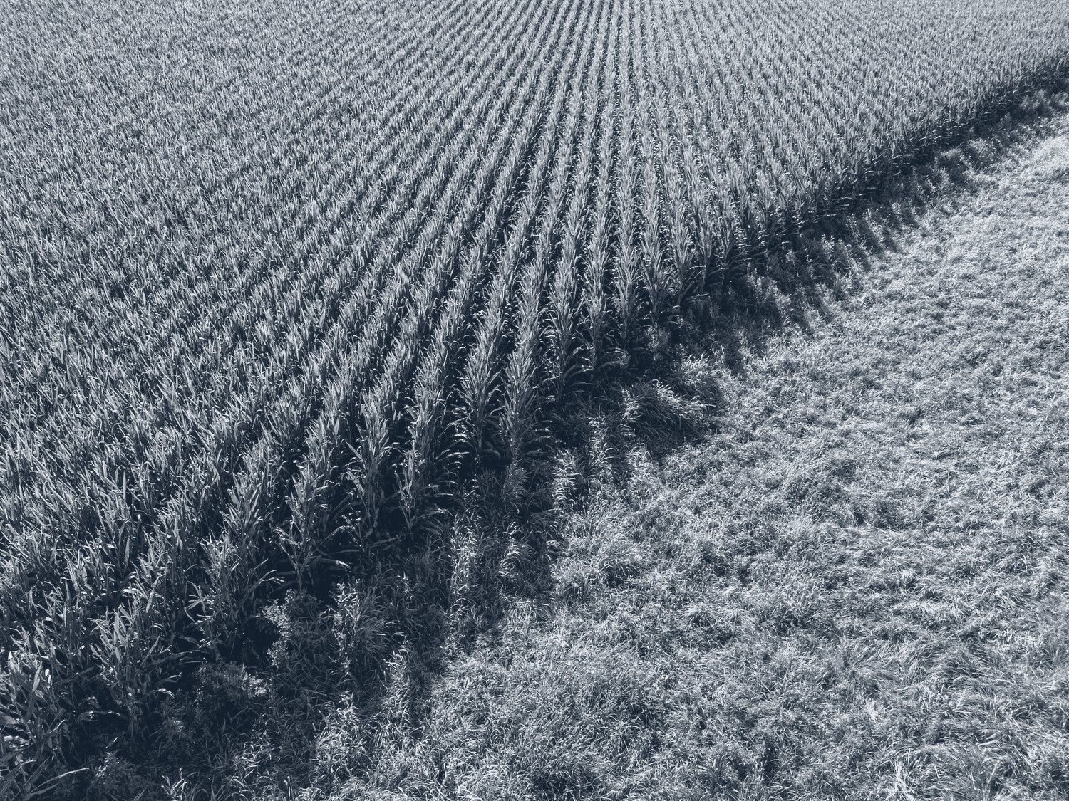 Landwirtschaftliche Anbaufläche – Pflanzenschutz- und Biozidrecht